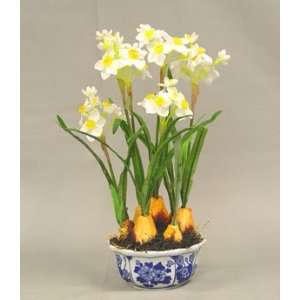  Daffodil w/ Onion Head in Pot   White Yellow Color: Home 