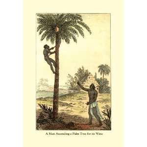   Man Ascending a Palm Tree for Its Wine 24x36 Giclee: Home & Kitchen