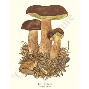   Botanical Mushroom Print Bay Bolete   Boletus badius