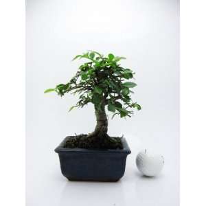   Ceramic Pot Cute Bonsai *Gift*  Grocery & Gourmet Food