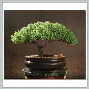 Bonsai Tree Juniper V Grocery & Gourmet Food