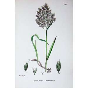  Botany Plants C1902 Yorkshire Fog Holcus Lanatus Flower 