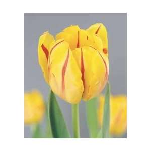  Tulip   Double Early   Monsella Fall Flower Bulb   Pack of 