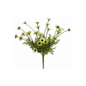  10.5 Daisy Bush x5 Two Tone Green (Pack of 24)