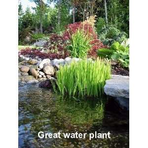  Swordleaf Rush Perennial 4 Plants   Juncus   Hardy: Patio 