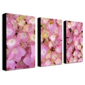  Pink Hydrangea by Kathie McCurdy Canvas Art (Set of 3 