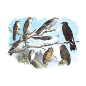   Falcons, Isabella Hawk, Acadian Owl 20x30 poster