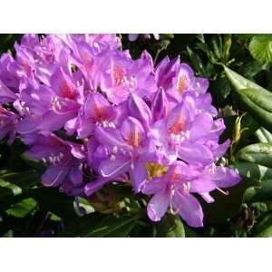  Fragrant * Rhododendron Shrub 5 Seeds Patio, Lawn 