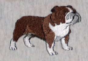 English Bulldog