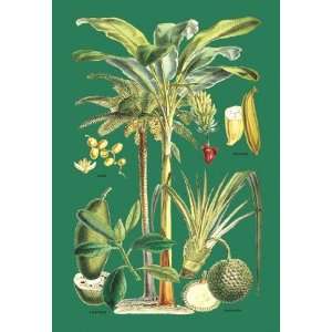  Exclusive By Buyenlarge Plants Used as Food 20x30 poster 