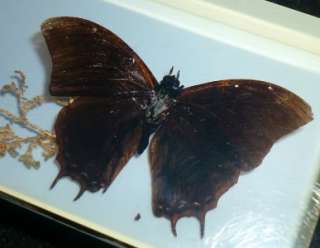 OBLONG RETRO PERSPEX RESIN REAL BUTTERFLY PAPERWEIGHT  