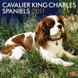 Cavalier King Charles Spaniels Standard Wall Calendar 2011 