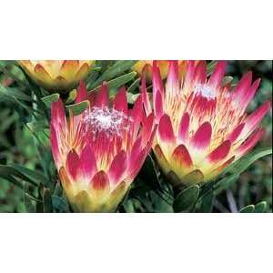  Protea Repens Common Sugarbush 10 Rare Seeds Patio, Lawn 