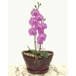 17 Phalaenopsis Orchid, Artificial Plant: Home & Kitchen