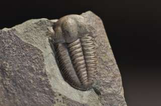 TR74  CLASSIC CAMBRIAN TRILOBITE Ellipsocephalus hoffi  