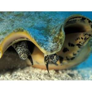  Eyes of Queen Conch, Caribbean (Strombus Gigas) Premium 