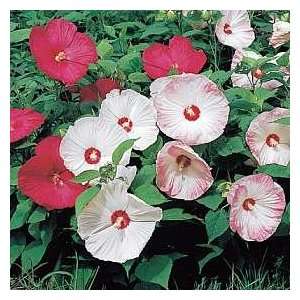  Hibiscus Seeds: Disco Belle Mixed: Patio, Lawn & Garden
