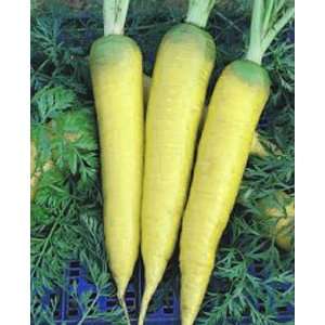  Carrot Solar Yellow Seeds 2000 Seeds: Patio, Lawn & Garden