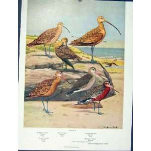  Hudsonian Curlew Godwit Color Bird Art Fine Old Print 