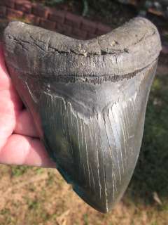   Megalodon Sharks Teeth Fossils with confidence from the Tooth Sleuth