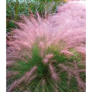    Cotton Candy Grass By Collections Etc Patio, Lawn & Garden