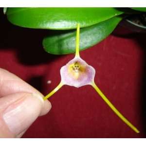 Masdevallia Maui Jewel orchid Grocery & Gourmet Food