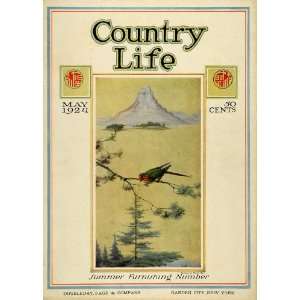 1924 Cover Country Life Pine Tree Geological Landscape Rock Formation 