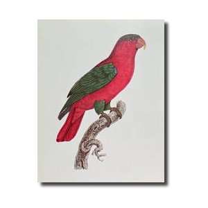  Parrot Lory Or Collared Giclee Print