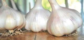 California Garlic Seed Bulbs Second Oder can Ship Free Bulk Order 