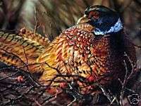 Thornbird Pheasant Vivi Crandall Signed Wildlife Art  