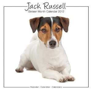  Dog Calendars Jack Russell (Studio)   16 Month   11.7x11.7 