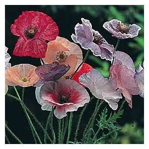  Poppy Fairy Wings 50 Seeds/Seed: Patio, Lawn & Garden