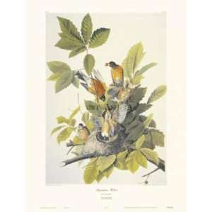  American Robin By John James Audubon Highest Quality Art 