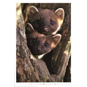  Pine Martens by Andy Rouse 24x36
