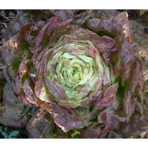  Merveille Des Quatre Saisons Lettuce Seed Packs Patio 