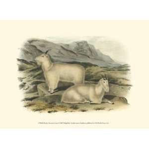 Rocky Mountain Goat by John Woodhouse Audubon 13x10:  
