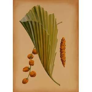  Palm Frond III by Wilbur 5x7
