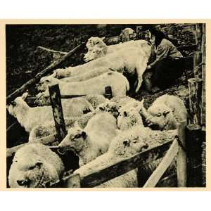 1927 Milking Sheep Halligen Island Germany Photogravure   Original 