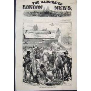  1879 Zulu War Fort Ekowe Horses Cattle Sketch: Home 