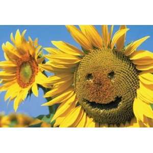  Sunflower Smile by Unknown 36x24