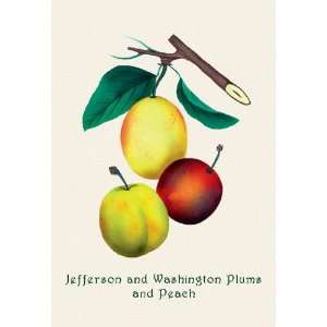   and Washington Plums and Peach 28x42 Giclee on Canvas: Home & Kitchen