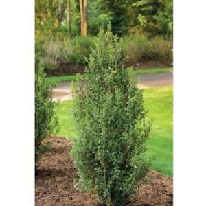  HOLLY SKY POINTER JAPANESE / 1 gallon Potted: Patio 