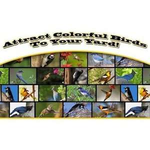  Attract Colorful Birds to your Yard