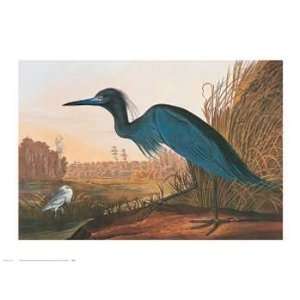John James Audubon   Little Blue Heron 