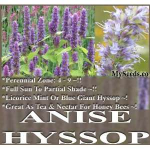  400 Anise Hyssop Seeds   Herb Lavender Licorice Mint 