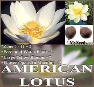 American lotus Seeds NELUMBO LUTEA Perennial Yellow Lotus Water 