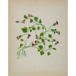  1902 Botanical Print Ivy Leaved Bellflower Campanula 