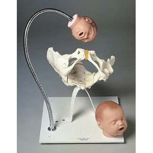 Simulaids   Pelvic Bone with Fetal Heads on Stand. Size 16 x 16 x 13 