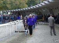 Lost In The Fog 2005 Breeders Cup Horse Racing Photo #3  