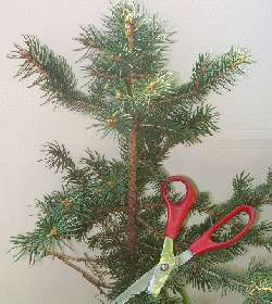   Seed Packs, Evergreen Tree for Gifts & Ad Promos Non Flower  